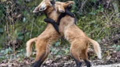 Neverjetne primere prilagajanja živali v naravi